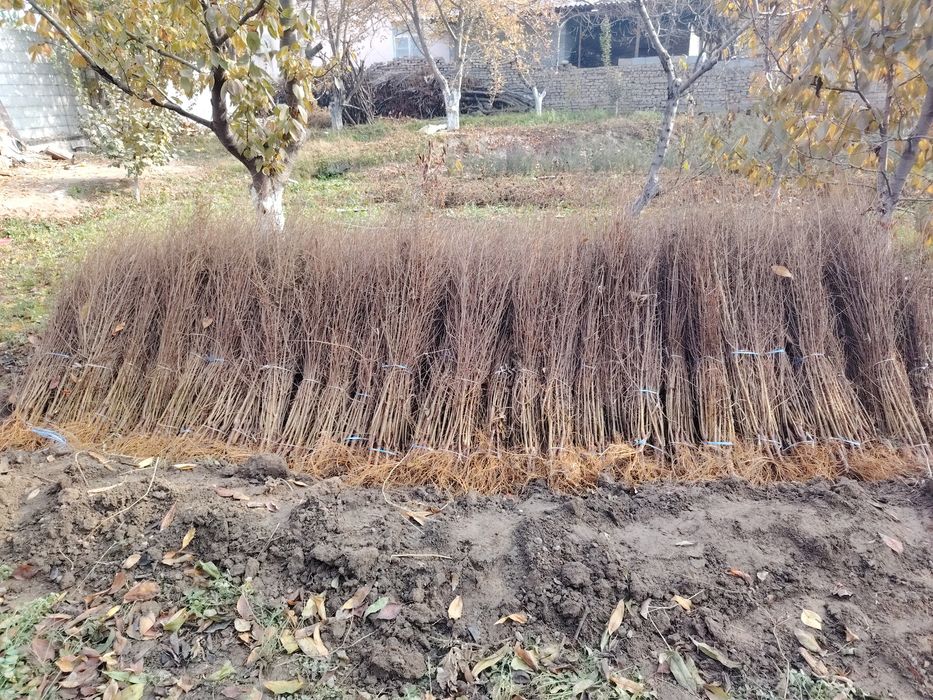 Anor ko'chatlari [Саженец граната]