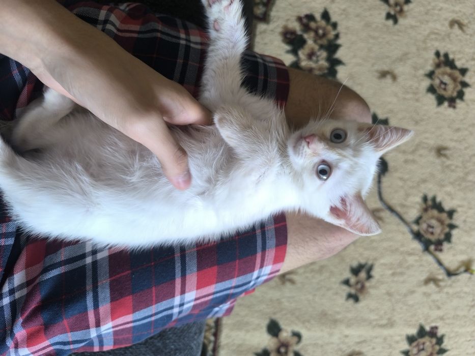 Котенок мальчик отдам в добрые руки