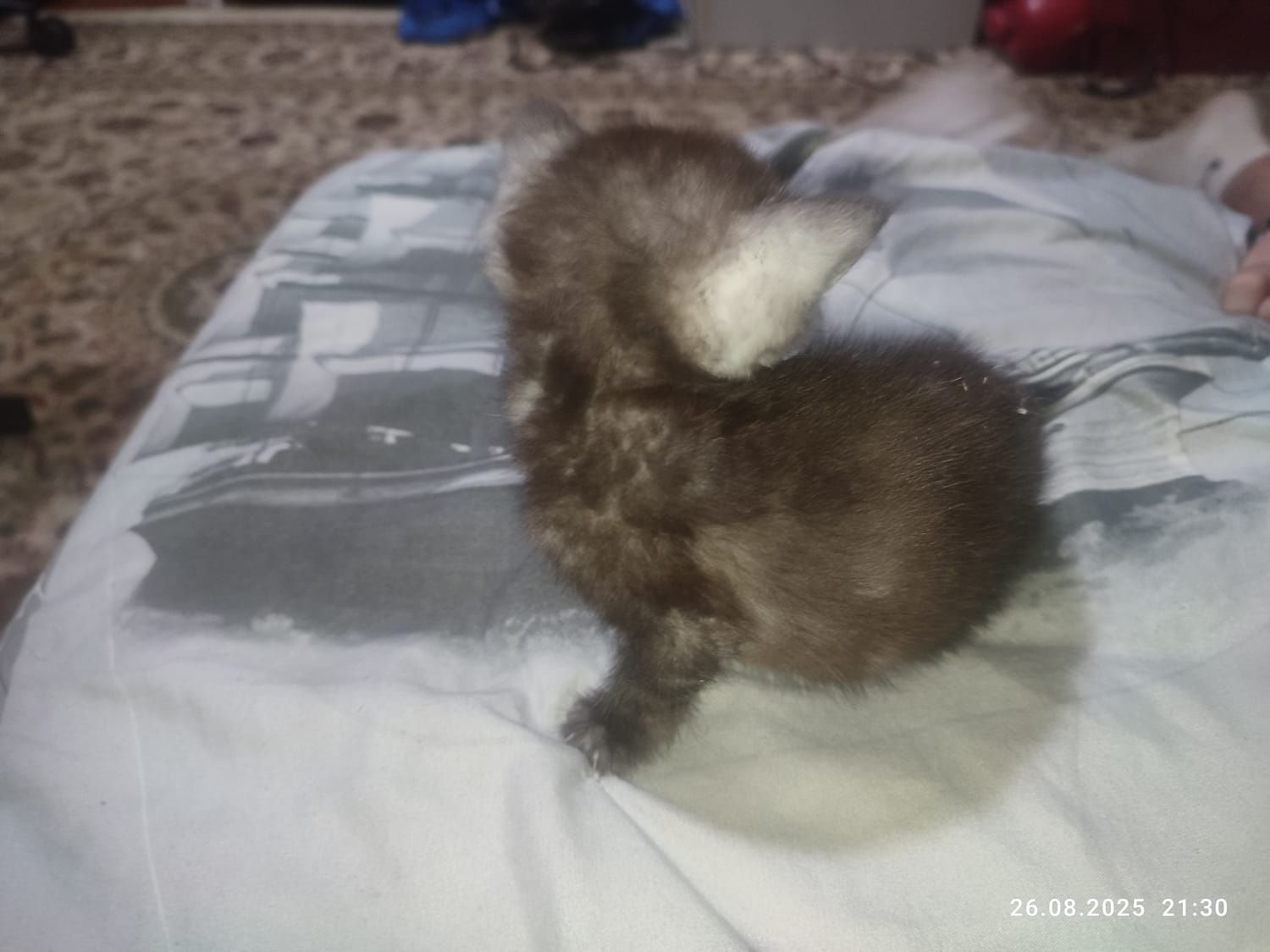 Котята Скоттиш страйт
