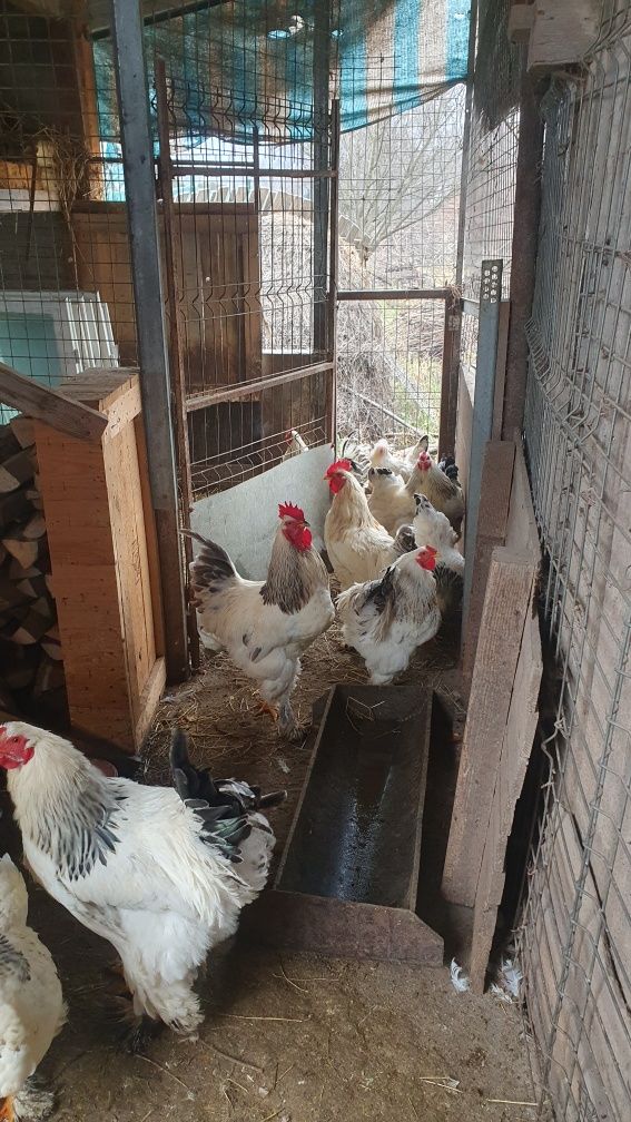 Vand cocoși brahma hd