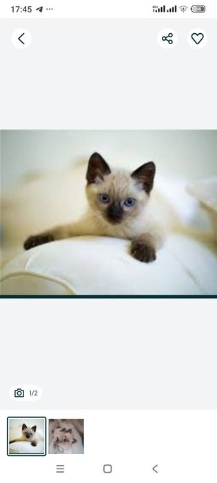 сиямиски кощки красивая