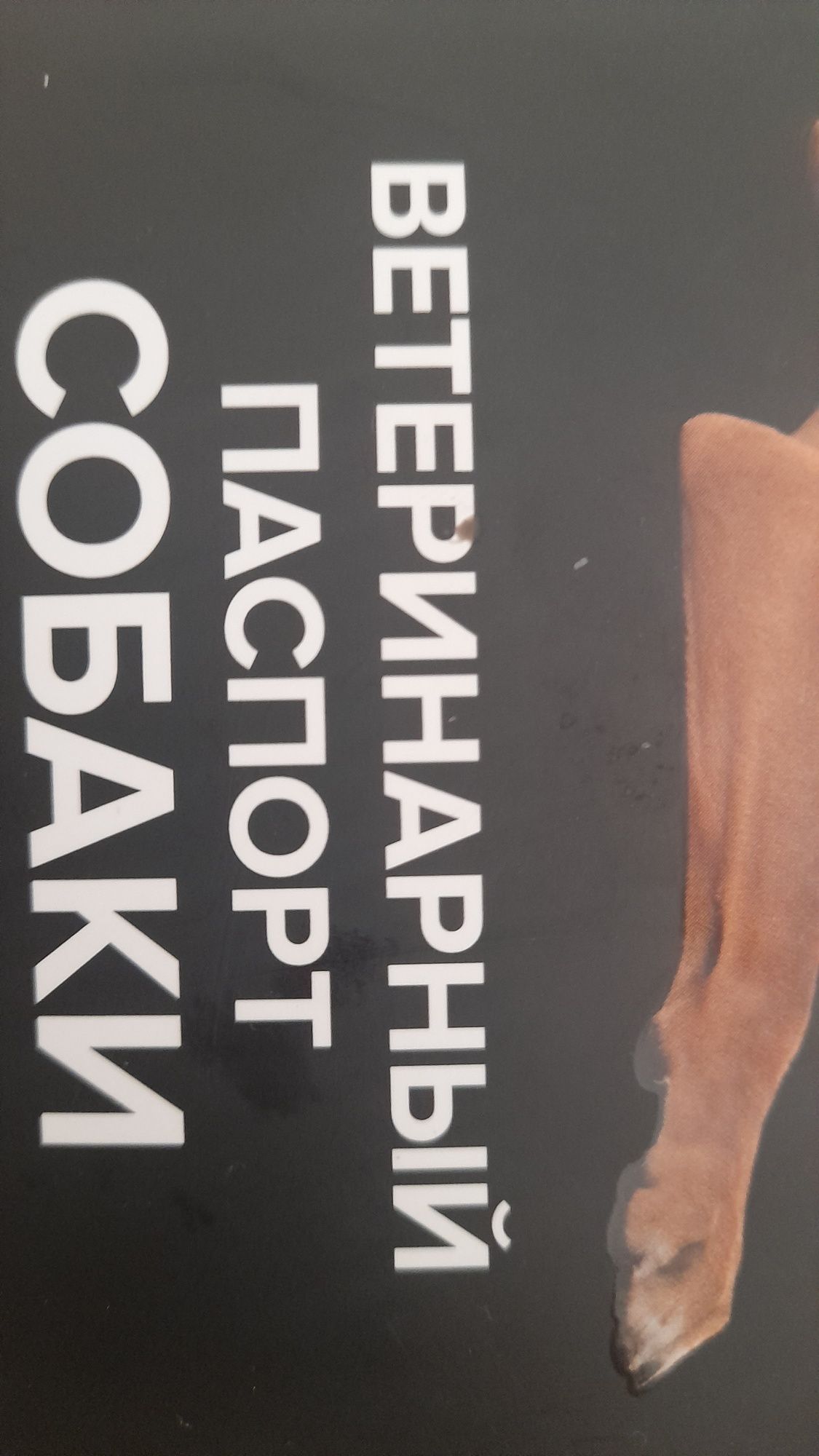 Собака Пид-бультерерь