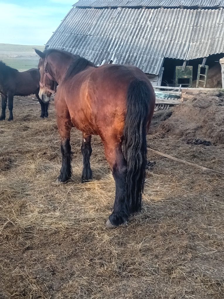 Vând cal și mânz urgent