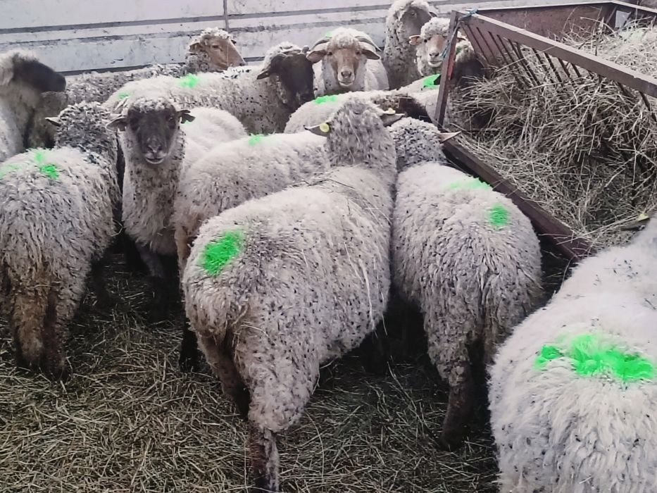 Oi la prima fătare de vânzare