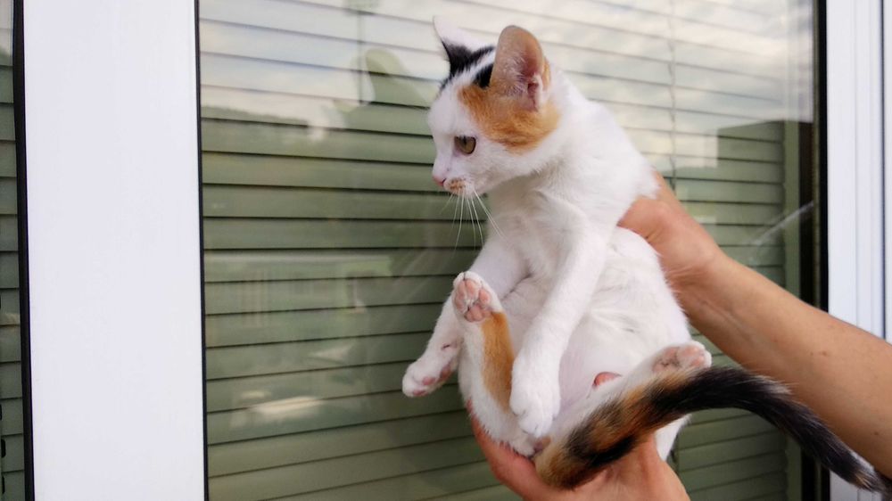 Подарявам котенце