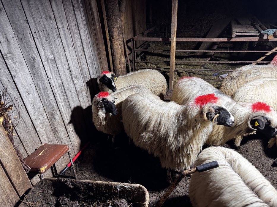 Vand miori si noatine breze