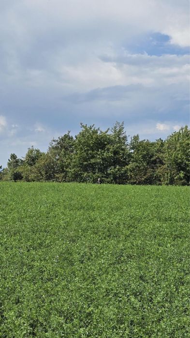 Vand teren agricol Dealul Fanatelor