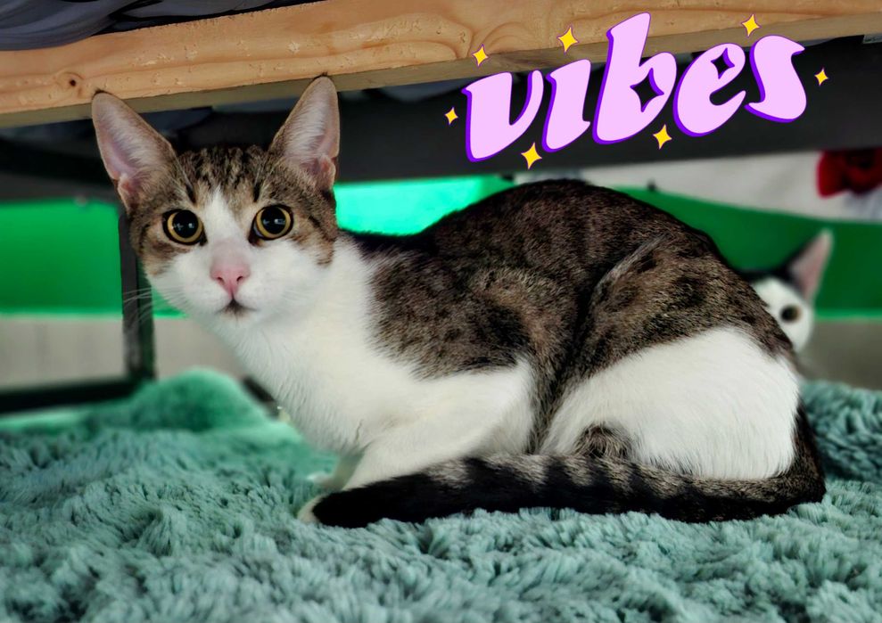 Adoptie motan vargat castrat si nastrujnic