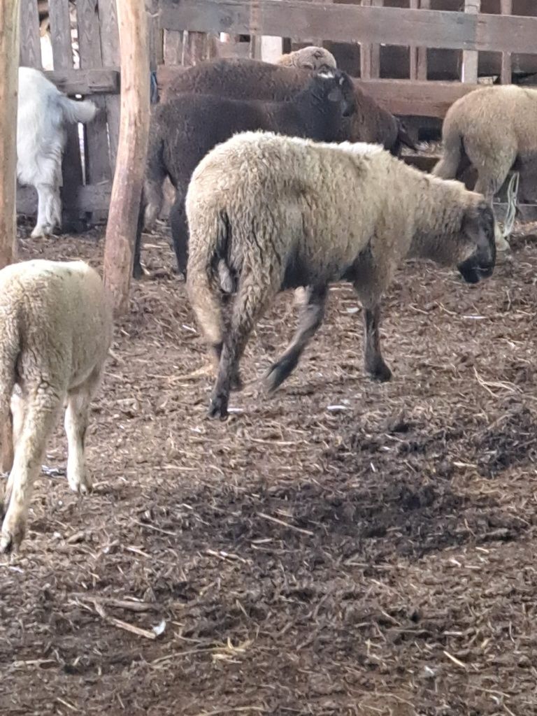 Vând mei crescuți natural cu iarba și porumb