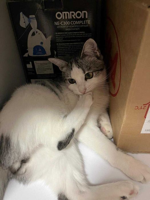 Отдам кота в хорошие руки. Только в квартиру
