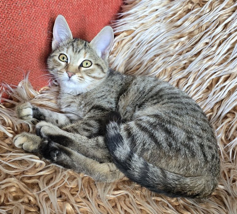 Котетата са Сиво-сребристи със сини очи и Тигрови със златисти очи!