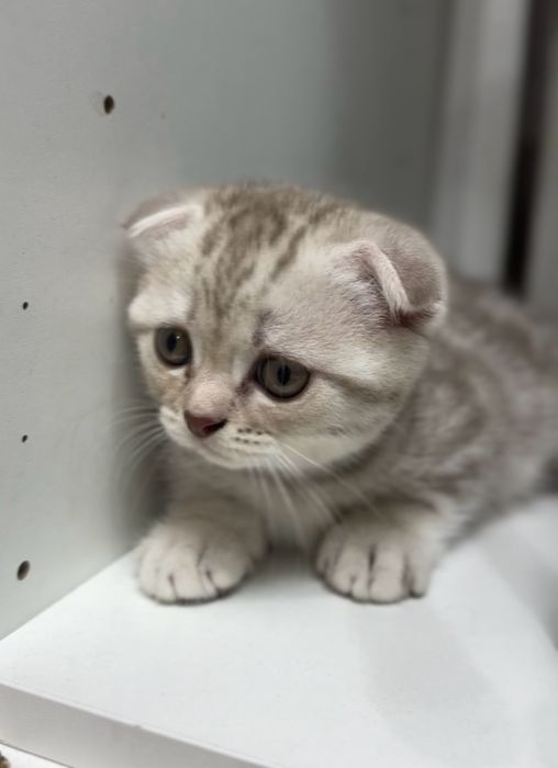Шотландский вислоухий котенок