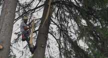 Servicii pentru toaletat și doborât arbori