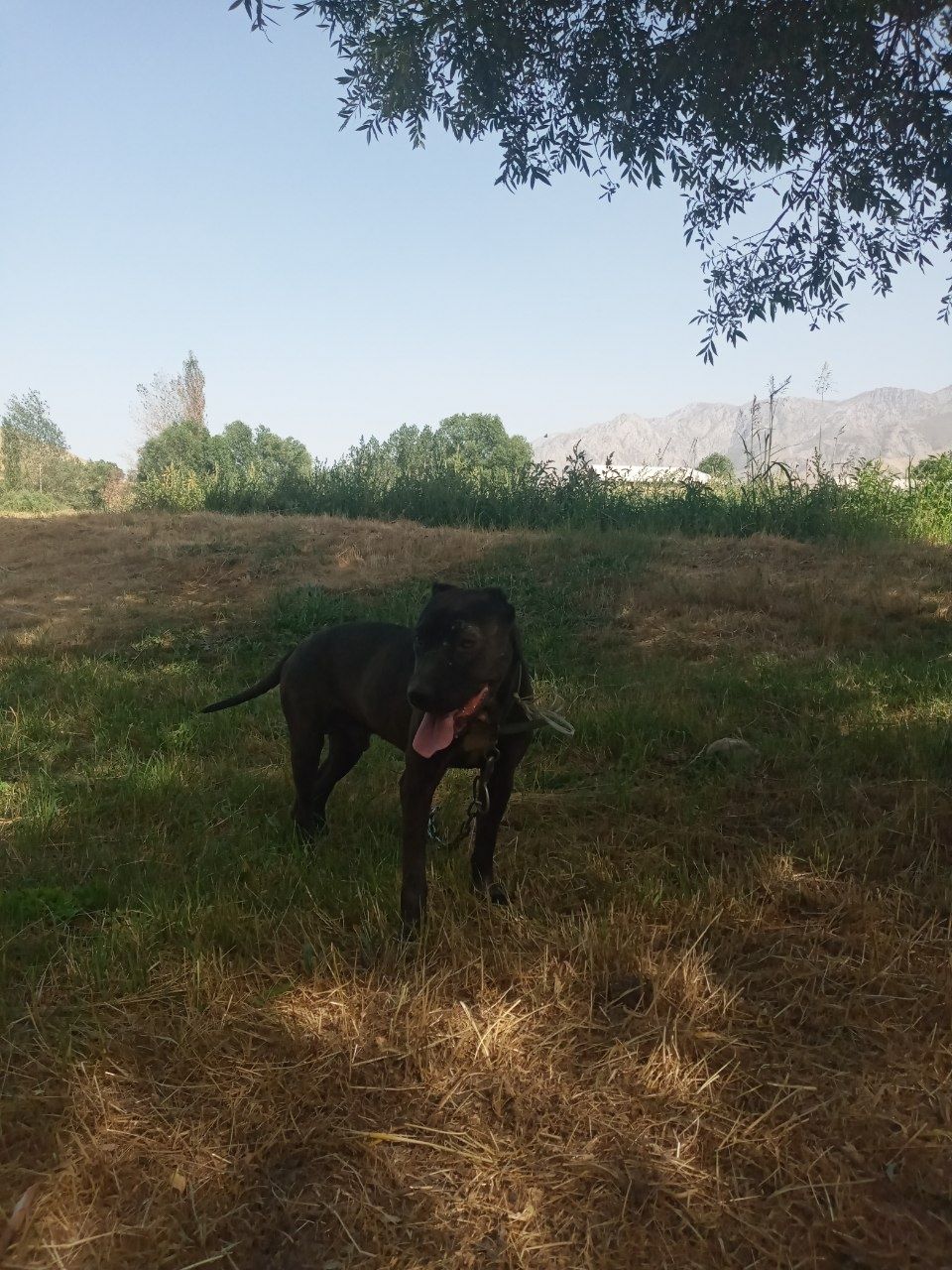 Toza pitbull zoti