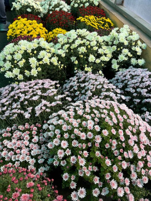 Crizanteme, flori de vanzare