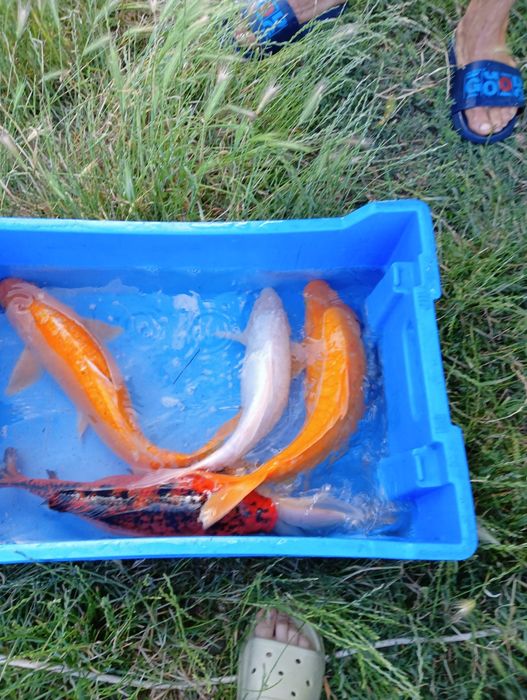 Larve crap Koi prod 2026