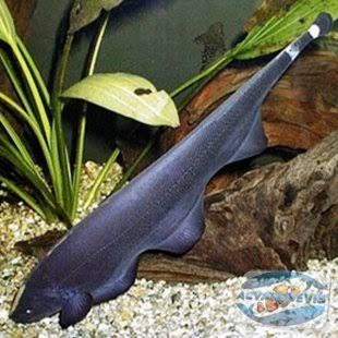 Peste de acvariu 50cm peste cutit ghost knife fish