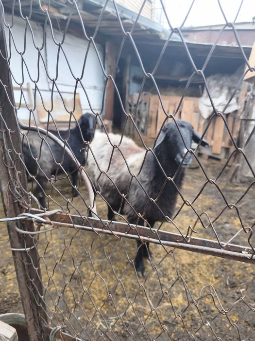 Продам Баранов Ярка крупные жирные мясом будет 50 килограмм