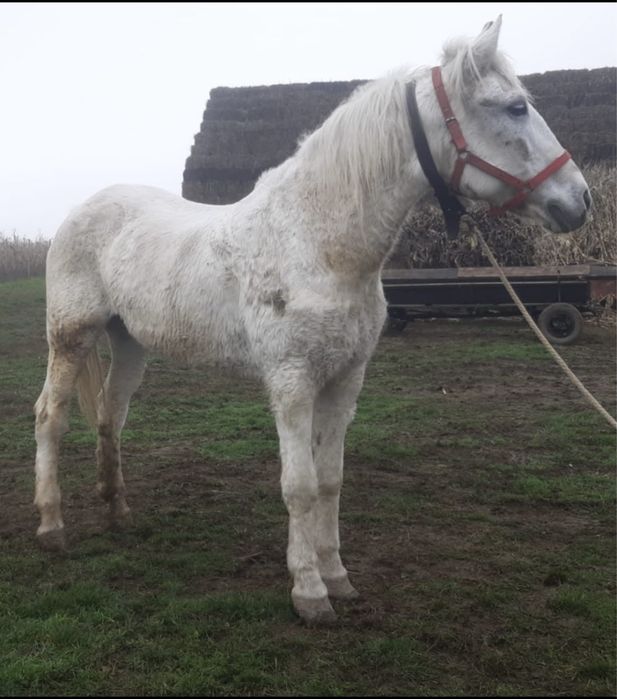 Vând iapă de lucru