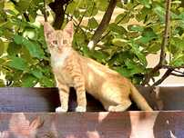 Ma numesc Orange imi caut familia mea de iubit :)