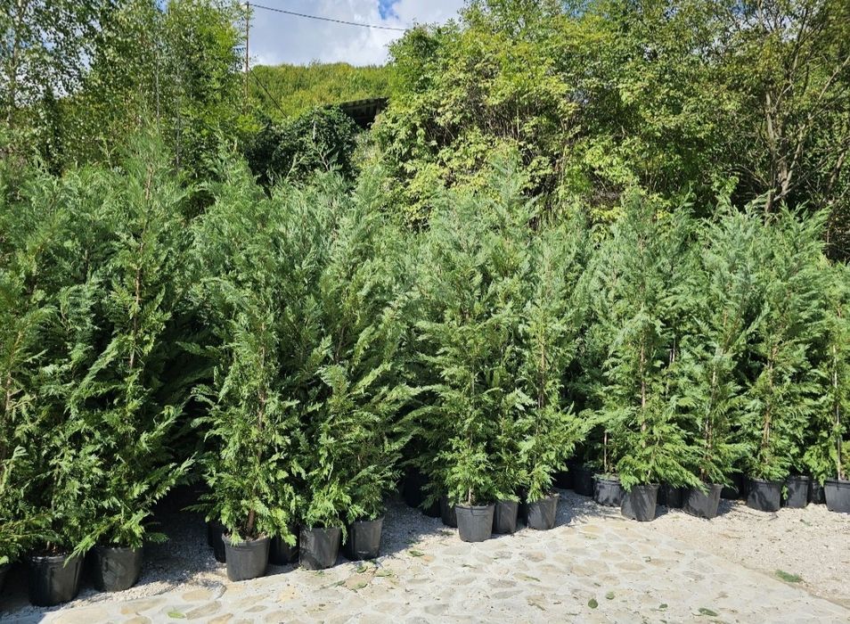 Cupressus leylandii 2.3m - 2.5m/ calite extra/ oferim livrare