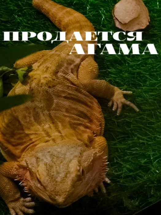 Экзотическая агама ищет хозяев — станет отличным другом для всей семьи