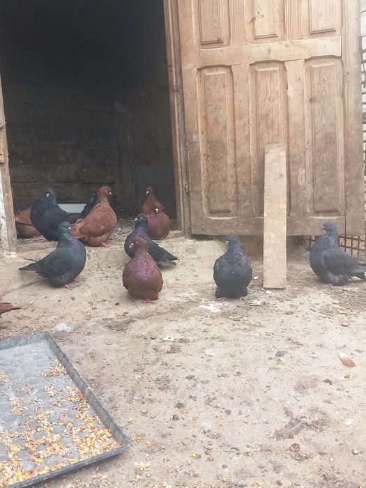 Porumbei de carne Mondaini Texani Huble