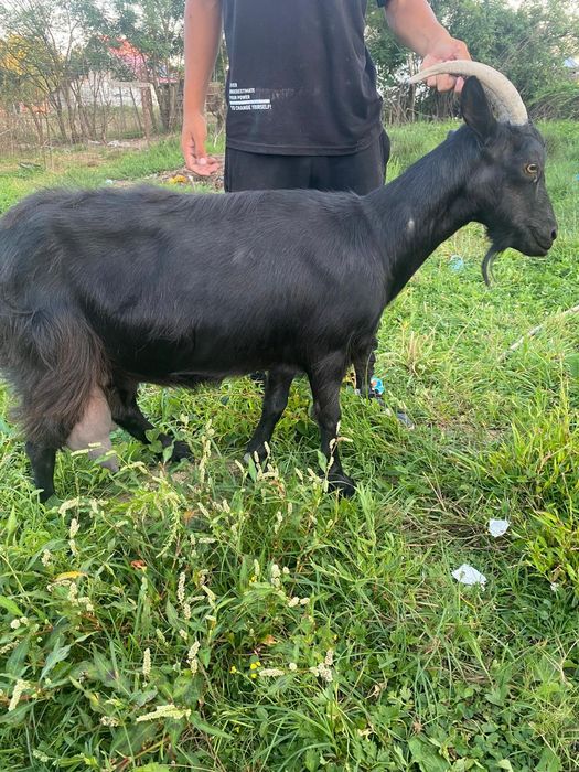 2 capre bune de lapte și 7 iade