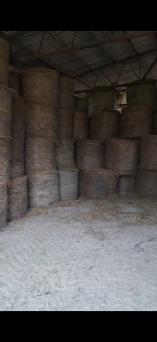 Vand baloti lucerna , siloz porumb , cereale triticale si porumb