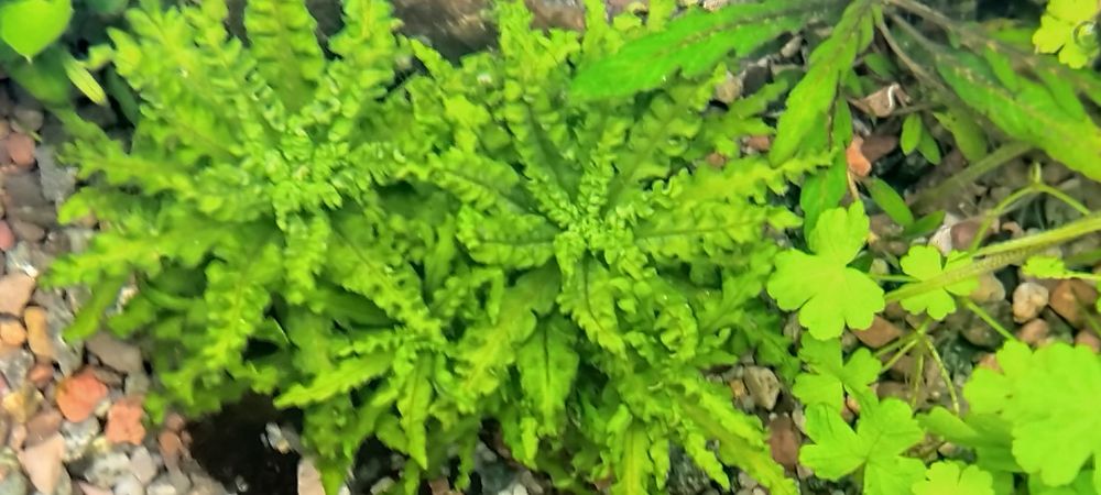 Продам аквариумные растения