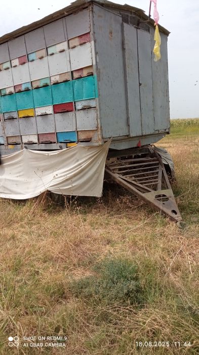 Павильон асалариники