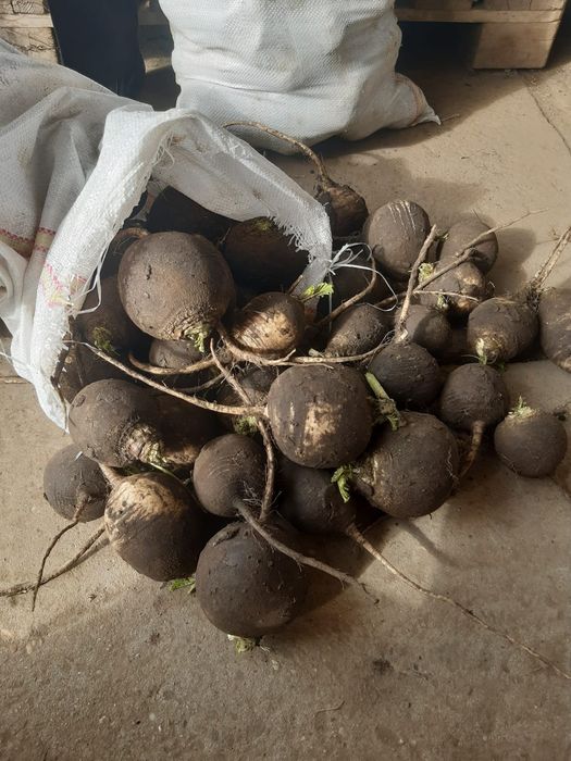 Vând ridiche neagra