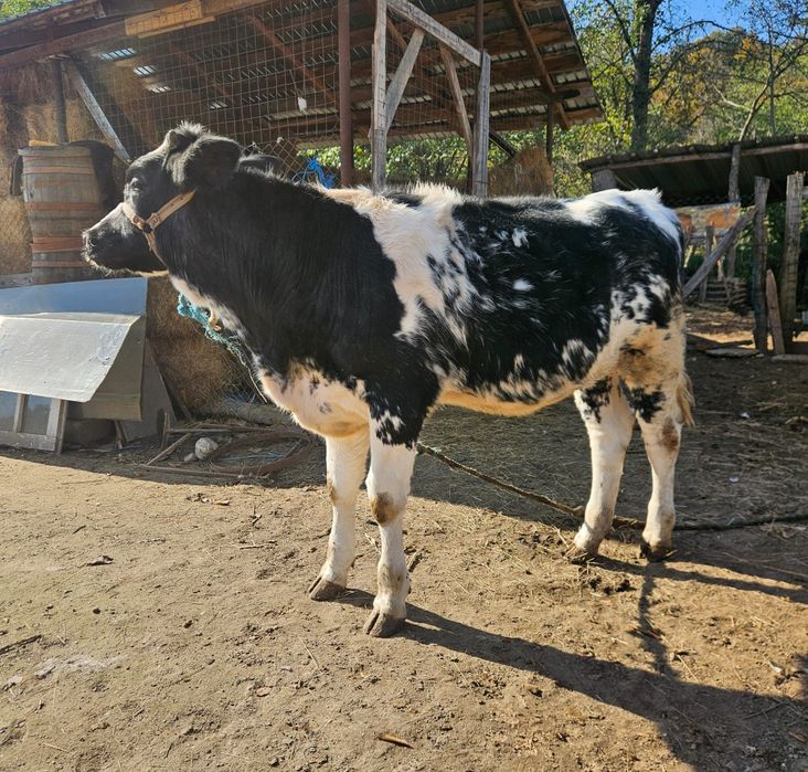 Vitea de 6 luni Baltata