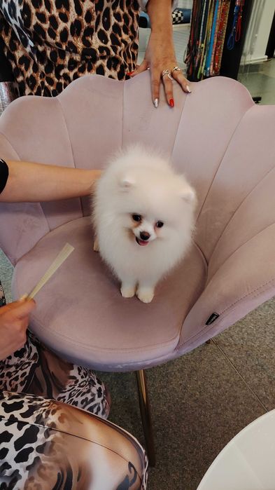 Pomeranian  deosebita