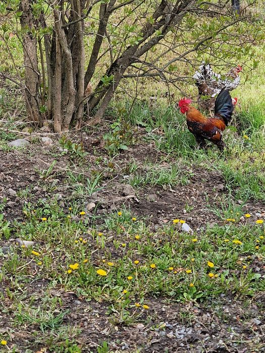 Ouă de vânzare gainuse mi de flori