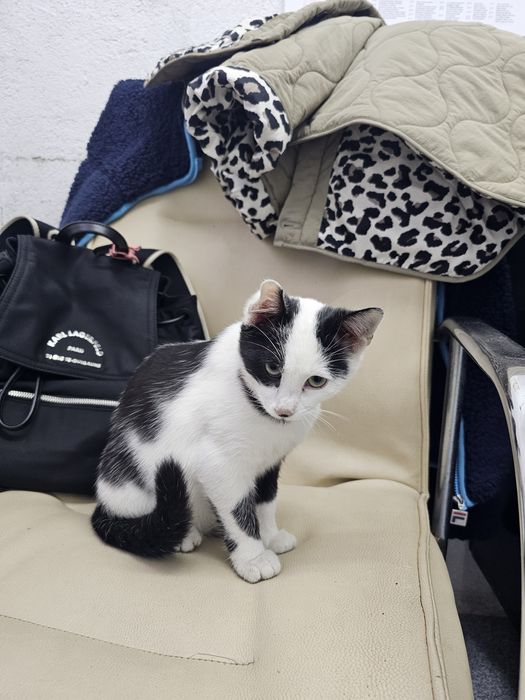 Малко котенце момиче.