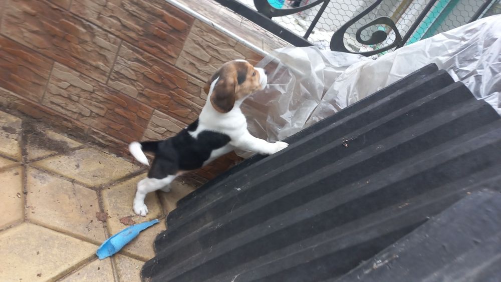 Бигъл Чистокръвни лимонени бигълчета