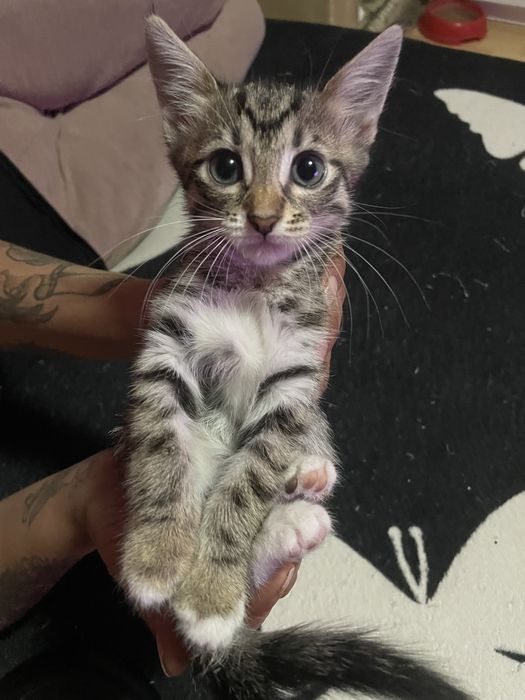 Donez 3 pui de pisicute