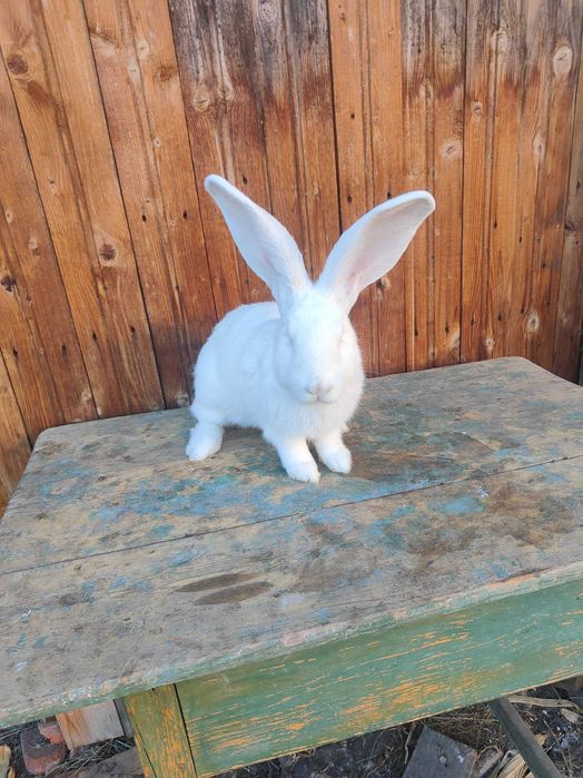 Vând uriaș german alb și grii