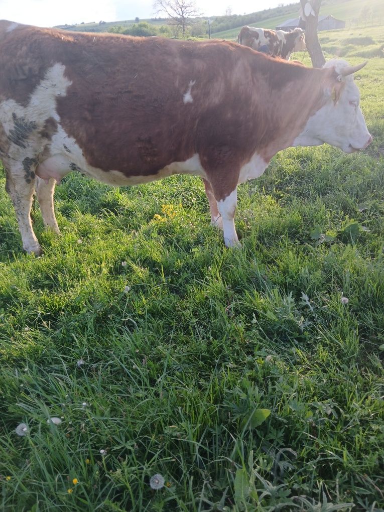 Vând vițea a fata
