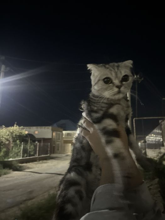 Шотланская кошка 15к