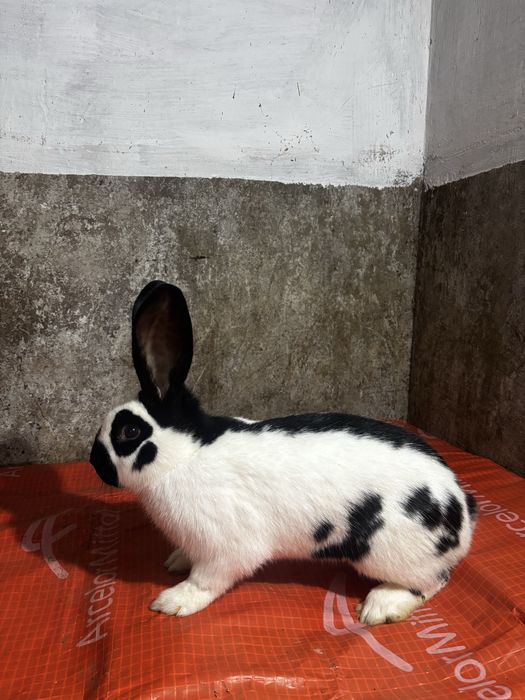 Mascul Fluture German