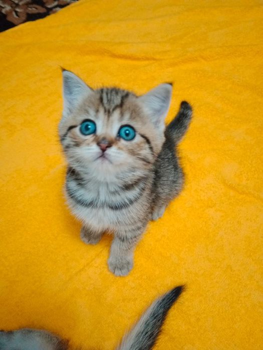 Британские Котики и кошечки ждут любящих хозяев