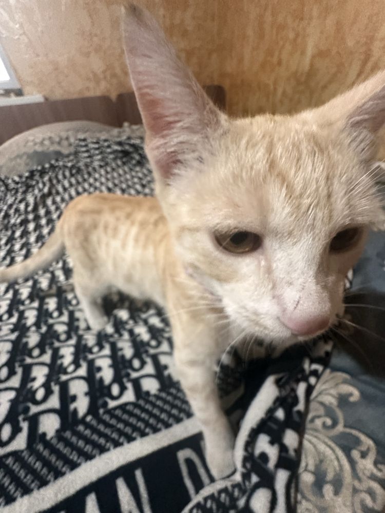 Отдам рыжего котёнка ласковый