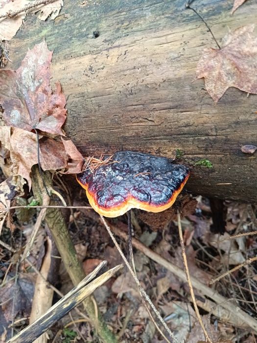 Vând ciuperci medicinale Ganoderma lucidum