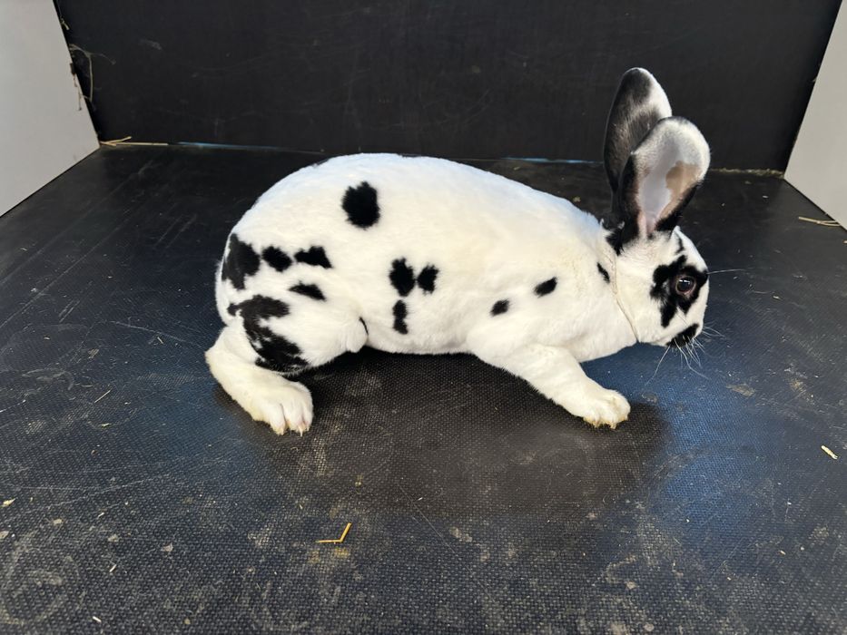 Vand femele rex dalmatian