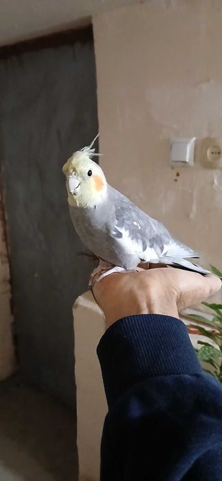 Ручная Корелла. Самец. 1,5 года.