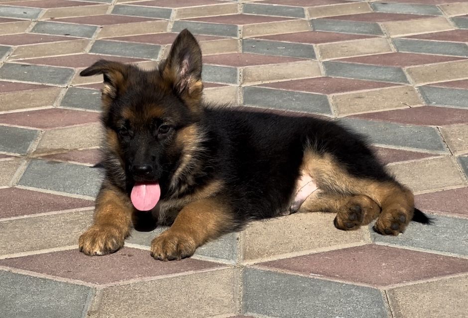 Super mascul ciobanesc german cu pedigree