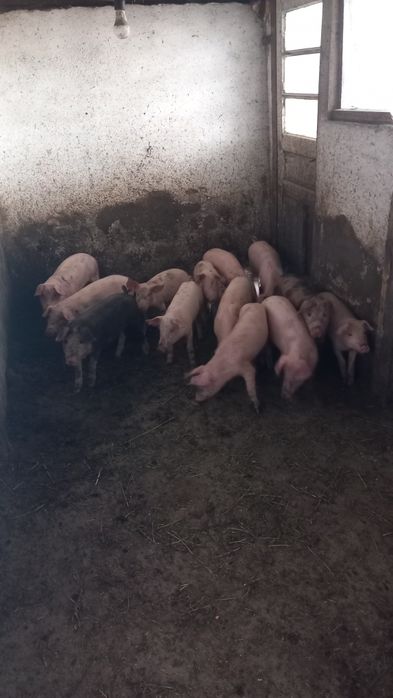 Cereale de vanzare