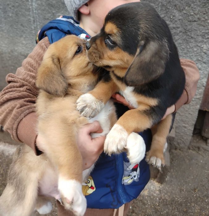 Donez puiți beagle